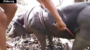 animal-porn,animals-video